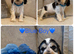 Kc registered show type cocker pups