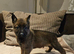 German Shepherd x Belgian Malinois