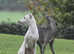 Cream KC Italian Greyhound for stud