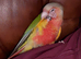 Hen conure wanted young or adult must be 100% sure it's a female