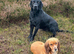 Beautiful Labradors