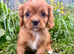 King Charles Cavalier puppies