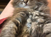 Maine coon