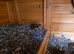 Baby chicks quails