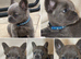 Dwkc fluffy French bulldogs