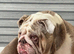 English bulldog puppies