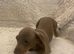 REDUCED LAST 3 TO GO Very small mini dachshunds