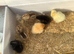 Legbar, Light Sussex, Buff Orpington, BCM chicks 1 day old