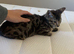 2 bengal x