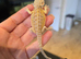 Baby bearded dragons