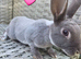 Baby mini rex available