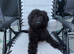 Labradoodle berry