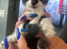 kittens for sale ragdoll x dometic family pets