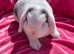 Mini lop doe