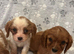 Lovely king Charles Cavalier puppies