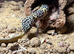 2 female leapard geckos and full set up