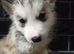 7 husky puppies for sale £800