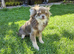 Female Russian long haired chihuahua