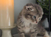 Kitten Tabby’s boy 2 month BHS