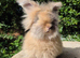 Stunning pedigree angora bunnies- imported parents