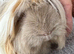 Peruvian sow