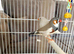 Zebra Finches for sale
