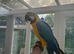 2x BABY B&G MACAWS!
