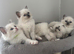 AMAZING QUALITY PEDIGREE RAGDOLL KITTENS
