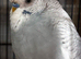 Budgies for sale