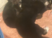 3 Black and white kittens