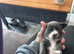 2 beautiful female Chihuahua puppies