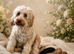 4 F1B Toy cockapoo puppies left