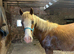 Welsh D yearling