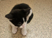 Blk/white kittens 1 boy 1 girl