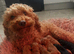 Beautiful toy poodles carrying chocolate