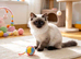 Stunning ragdolls