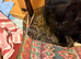 3 kittens available