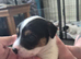 Jack russell puppies
