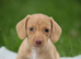 Cream Miniature Smooth Haired dachshunds Ready for their forever homes