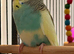 Pair 9 week old baby budgies available home reared