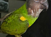 Tame Male Senegal Parrot For Sale With Large Cage,