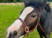Registered welsh A dark bay