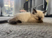 Blue mitted girl and seal point boy