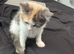 Kittens ready now