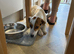 Jack russell