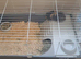 Two male guinea pigs