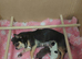 Kc Reg Long hair Chihuahua