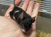 Really friendly black & white male fancy mouse
