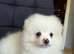 Beautiful Pomeranian puppies ready to go