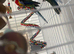 2 rosellas about 1year old